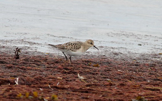 Gulbröstad snäppa (Calidris bairdii) Baird's Sandpiper