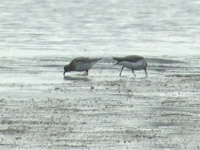 Gulbrstad snppa (Calidris bairdii) Baird's Sandpiper