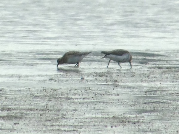 Gulbröstad snäppa (Calidris bairdii) Baird's Sandpiper