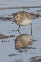 Gulbrstad snppa (Calidris bairdii) Baird's Sandpiper