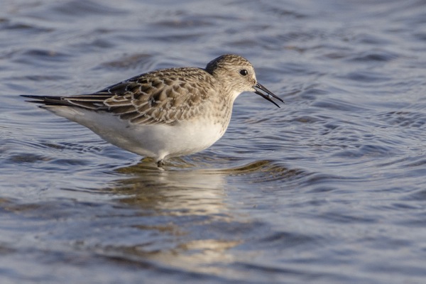 Gulbröstad snäppa (Calidris bairdii) Baird's Sandpiper