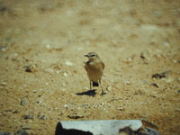 Isabellastenskvtta (Oenanthe isabellina) Isabelline Wheatear