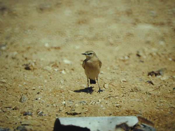 Isabellastenskvätta (Oenanthe isabellina) Isabelline Wheatear