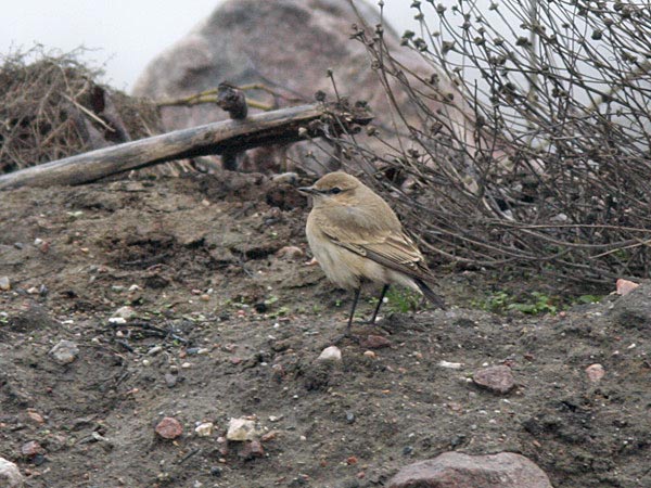 Isabellastenskvätta (Oenanthe isabellina) Isabelline Wheatear