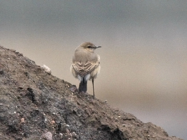 Isabellastenskvätta (Oenanthe isabellina) Isabelline Wheatear