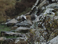 Isabellastenskvtta (Oenanthe isabellina) Isabelline Wheatear