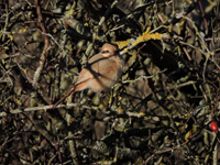 Isabellatrnskata (Lanius isabellinus) Isabelline Shrike