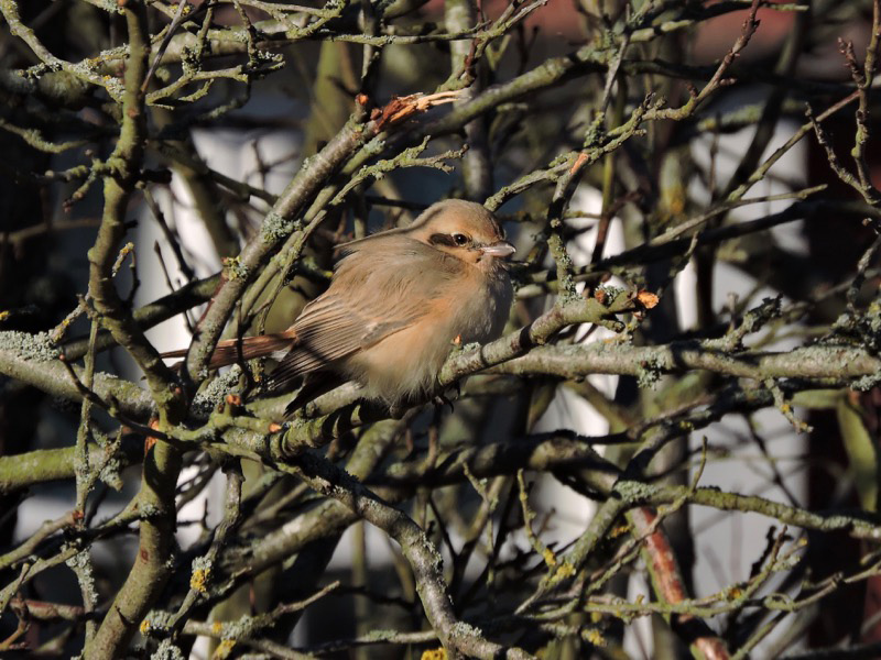 Isabellatörnskata (Lanius isabellinus) Isabelline Shrike