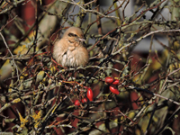 Isabellatrnskata (Lanius isabellinus) Isabelline Shrike