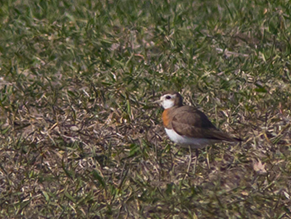 Kaspisk pipare (Charadrius asiaticus) Caspian Plover