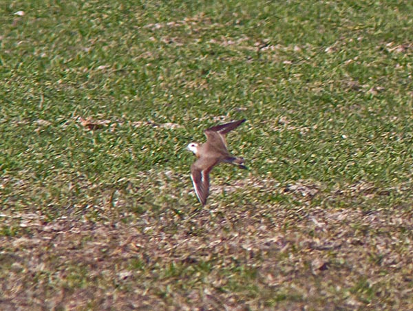 Kaspisk pipare (Charadrius asiaticus) Caspian Plover