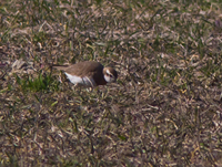 Kaspisk pipare (Charadrius asiaticus) Caspian Plover