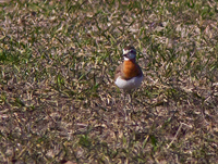 Kaspisk pipare (Charadrius asiaticus) Caspian Plover