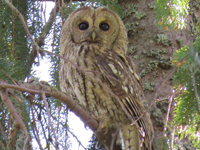 Kattuggla (Strix aluco) Tawny Owl