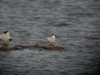 Kentsk trna (Sterna sandvicensis) Sandwich Tern