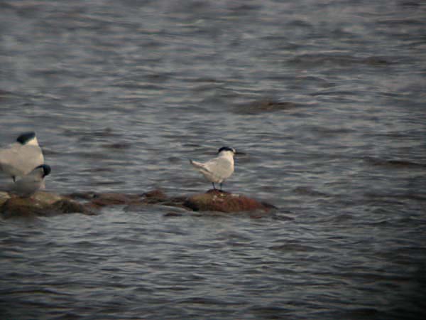 Kentsk tärna (Sterna sandvicensis) Sandwich Tern