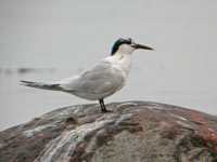 Kentsk trna (Sterna sandvicensis) Sandwich Tern