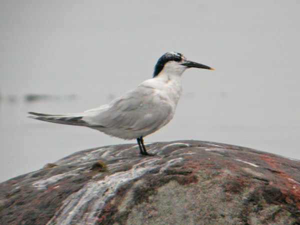 Kentsk tärna (Sterna sandvicensis) Sandwich Tern