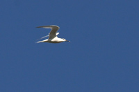 Kentsk trna (Sterna sandvicensis) Sandwich Tern