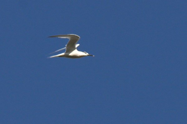 Kentsk tärna (Sterna sandvicensis) Sandwich Tern