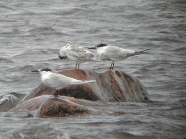 Kentsk tärna (Sterna sandvicensis) Sandwich Tern