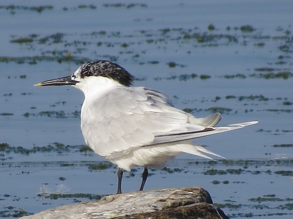 Kentsk tärna (Sterna sandvicensis) Sandwich Tern