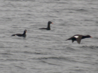 Knlsvrta (Melanitta deglandi) White-winged Scoter 