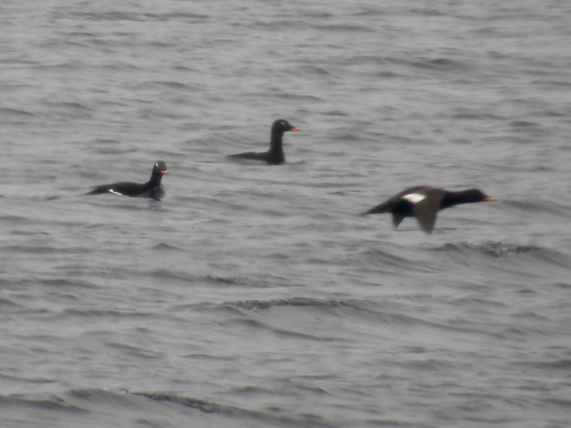 Knölsvärta (Melanitta deglandi) White-winged Scoter 