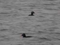 Knlsvrta (Melanitta deglandi) White-winged Scoter 