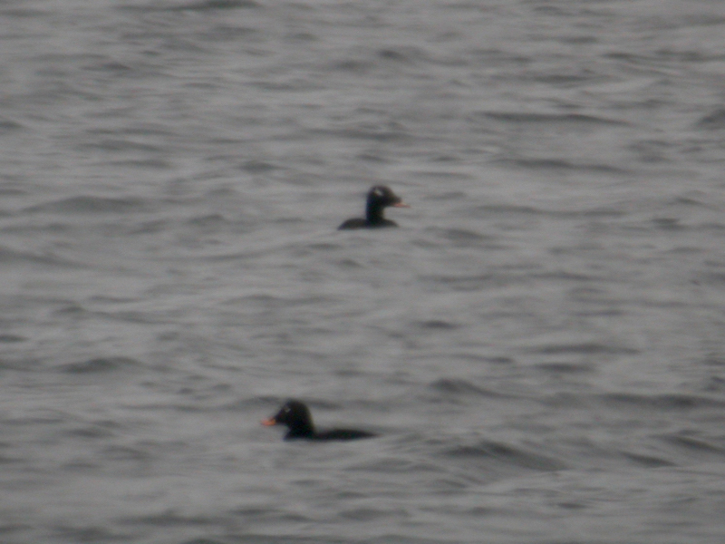 Knölsvärta (Melanitta deglandi) White-winged Scoter 