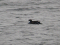 Knlsvrta (Melanitta deglandi) White-winged Scoter 