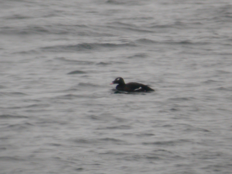 Knölsvärta (Melanitta deglandi) White-winged Scoter  