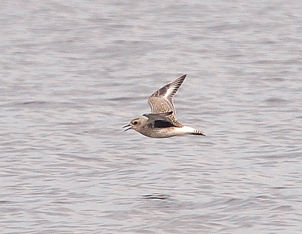 Kustpipare (Pluvialis squatarola) Grey Plover