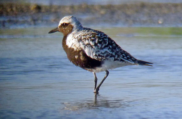 Kustpipare (Pluvialis squatarola) Grey Plover