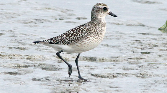 Kustpipare (Pluvialis squatarola) Grey Plover