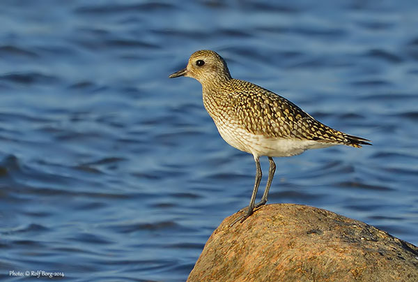 Kustpipare (Pluvialis squatarola) Grey Plover