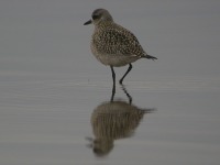 Kustpipare (Pluvialis squatarola) Grey Plover