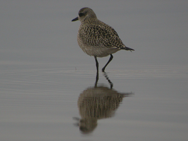 Kustpipare (Pluvialis squatarola) Grey Plover