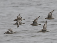 Kustsnppa (Calidris canutus) Red Knot