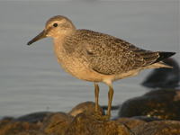 Kustsnppa (Calidris canutus) Red Knot