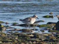 Kustsnppa (Calidris canutus) Red Knot