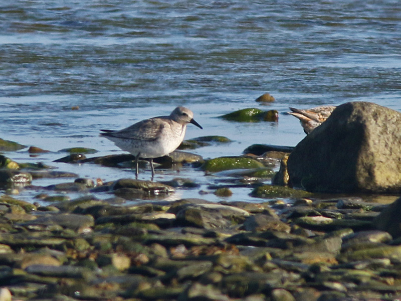 Kustsnäppa (Calidris canutus) Red Knot