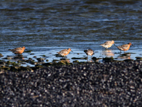 Kustsnppa (Calidris canutus) Red Knot