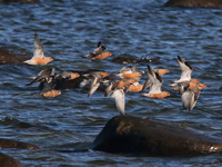 Kustsnppa (Calidris canutus) Red Knot