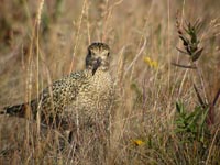 Ljungpipare (Pluvialis apricaria) European Golden Plover