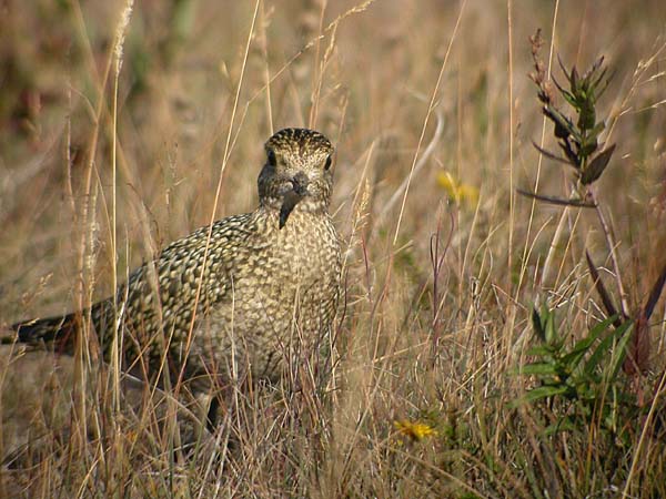 Ljungpipare (Pluvialis apricaria) European Golden Plover