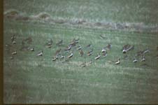 Ljungpipare (Pluvialis apricaria) European Golden Plover