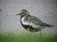 Ljungpipare (Pluvialis apricaria) European Golden Plover