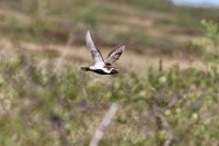 Ljungpipare (Pluvialis apricaria) European Golden Plover