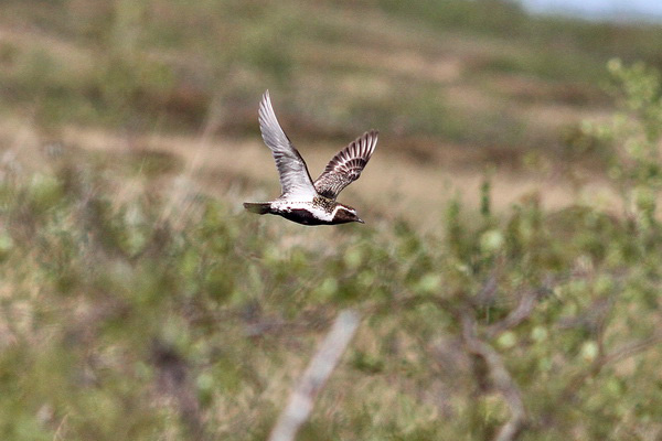 Ljungpipare (Pluvialis apricaria) European Golden Plover